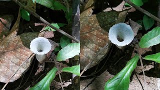 Natures Architects The Stunning Entrance of Stingless Bees [upl. by Sorcim]