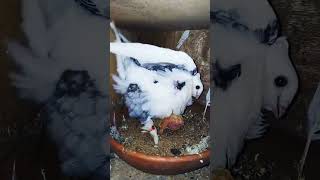 Buterfly male satinette pigeon satinette kabootar shorts yutubeshorts [upl. by Latsirk]