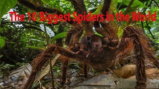 The 10 Biggest Spiders in the World [upl. by Aruol494]