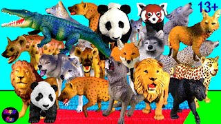 Animals  Wolf Wolves Lion Leopard Cougar Jaguar Hyena Red Panda Crocodile Panda Fox 13 [upl. by Renata371]