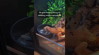 That’s leopard geckos for ya😅 leopardgecko geckos reptile shorts reptilekeeper reptilecare [upl. by Errehs]