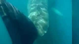 Megalodon Shark Caught on Tape 2015  Brand New footage of Giant Extinct Shark [upl. by Gayn]