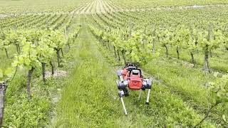 Exploring Denbies Vineyard in DorkingSurrey UK with the UKRI FLF RoboHike team [upl. by Marilyn]