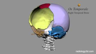 Ossa della Scatola Cranica Cranium Bones [upl. by Englis]