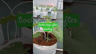 twelve days after planting petanimals gardening garden farming viralvideo [upl. by Niran]