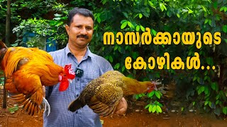 Kozhi Valarthal Nazer Malappuram I Kozhi Valarthal Malayalam I Kozhi Farm Malappuram I kozhifarm [upl. by Takeo]