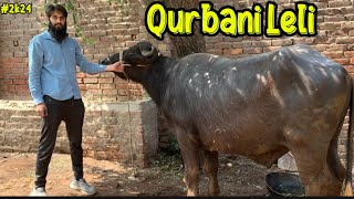 Alhamdulillah Qurbani Leli Mandi Full Vlog😍 [upl. by Behlau572]