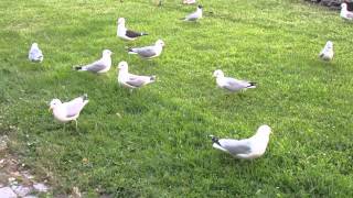 These excited gulls have just received something to eat [upl. by Gerhardine]