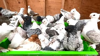 Amazing Blondinette and Satinette Pigeon  Pigeon and Birds Lover Must Watch [upl. by Nerland]