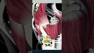 Transform Your Shoulders Arnolds Ultimate Shoulder Workout [upl. by Danna131]