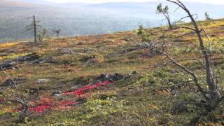 Saariselkä  Kiilopää [upl. by Levison]