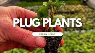 Growing from plug plants What are plug plants Its time to talk about plug plants [upl. by Wetzel]