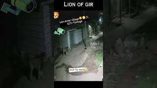 lion enter in village  lion shortsfeed shorts [upl. by Bogie]