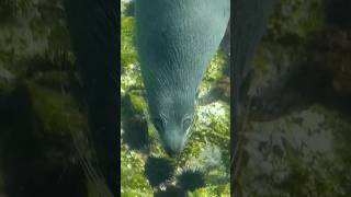 Montague Island  Australian Fur Seal southcoastnsw seal australianfurseal montagueisland [upl. by Eikin]