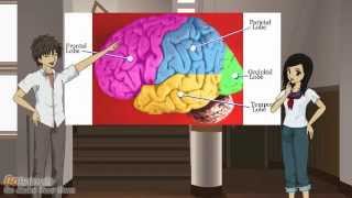 Four Lobes of the Brain [upl. by Amre182]