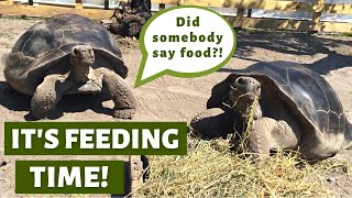 Aldabra amp Galapagos Tortoise Feeding Time [upl. by Nilreb]