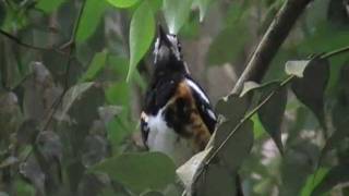 chestnut backed thrush singing [upl. by Croteau]