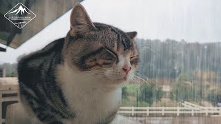 Heavy Rain sounds 12 Hours  Cat sleeping and raining sounds  Sleep meditation focus [upl. by Imled283]