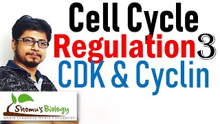 Cyclin and cyclin dependent kinases cdk  Cell cycle regulation lecture 3 [upl. by Ilatfen]