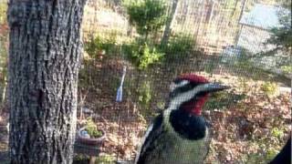 Yellowbellied Sapsucker taps on our window [upl. by Caraviello]