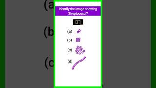 Quiz15  Bacterial Identification  microbiology bacteria shorts basicappliedmicrobiology [upl. by Noraed573]