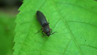 Click Beetle Elateridae on Leaf [upl. by Aiehtela]