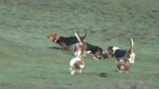 Basset Hound Pack jauria Topsfield Lebrera Spain  Espana 4 [upl. by Aikrahs]