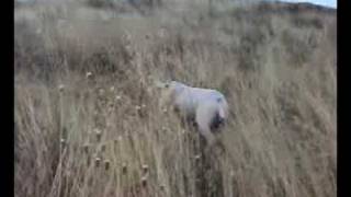 Spinone in ferma su fagiani [upl. by Anivid]