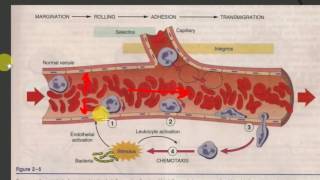 PATHOLOGY LECTURES  INFLAMMATION  Part 2  ACUTE INFLAMMATION initial events [upl. by Hareemas822]