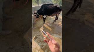 Oxytetracycline injection in cattle [upl. by Nnylrahc]