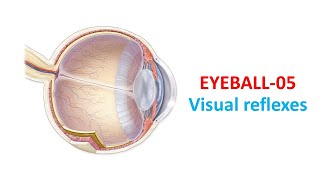 Visual reflexes Prof Dr Md Ashfaqur Rahman [upl. by Salomi853]