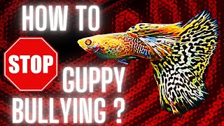 Guppy Fish Care –How to Stop Guppy Bullying [upl. by Okun]