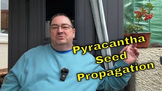 Pyracantha Firethorn Seed Propagation for Bonsai [upl. by Asel]