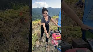 Start the threshing machine right in the field farming bushcraft rice [upl. by Amoeji]