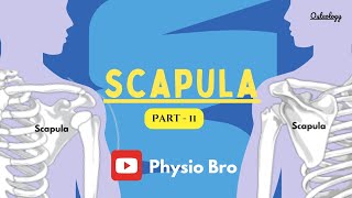 Scapula  Part II [upl. by Darbee]