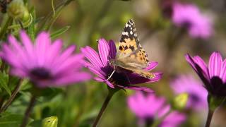 Butterfly pollinating flower [upl. by Imim]