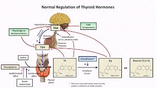 Thyroid Hormones and Thyroid Function Tests [upl. by Oler]