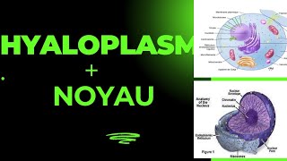 biologie cellulaire noyau  hyaloplasme [upl. by Ahseik384]