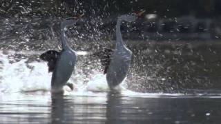 BBC Life The Grebes [upl. by Nylirad857]