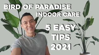 Bird of Paradise Indoor Care  5 Easy Care Tips  Strelitzia Nicolai amp Reginae Plant Tips [upl. by Ludlow]