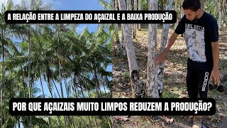 O IMPACTO DA LIMPEZA EXCESSIVA NO AÇAIZAL acai [upl. by Arikahs]