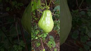 Chayote vegetables chayote [upl. by Ytte]