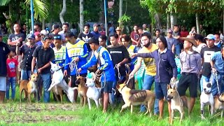 Porbbi Marenten Team AK71 Buru Alek Gunung Hijau Pessel [upl. by Urial]