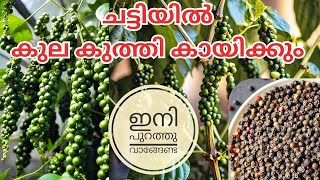 kutti kurumulaku krishi malayalam bush pepper malayalam krishi malayalam [upl. by Erreipnaej]