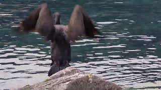 CORMORANO in INVERNO al LAGO di GARDA TRENTINO [upl. by Lapo68]