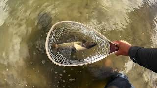 Ep 22 NICE Cutthroats out of Long Draw Reservoir on terrestrials [upl. by Eibloc]