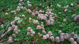 Fairy Inkcap Coprinellus disseminatus [upl. by Etnod]