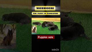 Puppies for sale பப்பி நாய்க்குட்டிகள் [upl. by Sunil588]