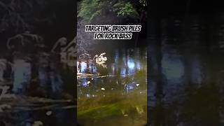 Targeting Brush Piles For Big Rock Bass Canal Fishing fishingtechniques fish fishing [upl. by Gloriana865]