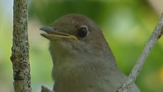 Ptice Hrvatske  Slavuj Luscinia megarhynchos Birds of Croatia  Nightingale 16 [upl. by Htessil]